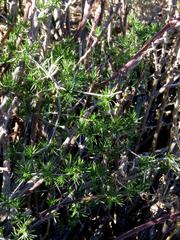 Asparagus exuvialis