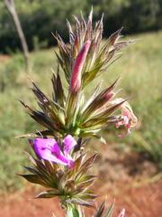 Dicliptera clinopodia