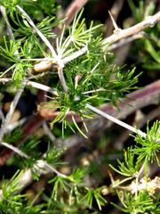 Asparagus exuvialis