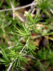 Asparagus exuvialis