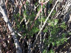 Asparagus exuvialis