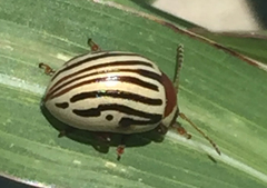 Zygogramma exclamationis