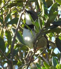 Apalis thoracica claudei