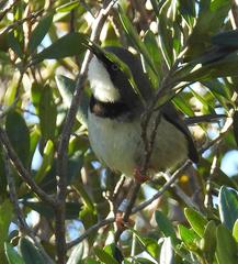 Apalis thoracica claudei