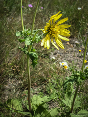 Tetragonotheca repanda