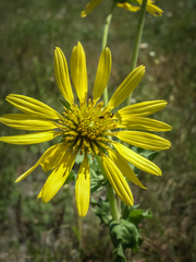 Tetragonotheca repanda