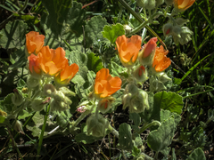 Sphaeralcea lindheimeri