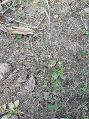 Symphyotrichum expansum