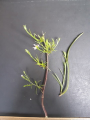 Symphyotrichum expansum