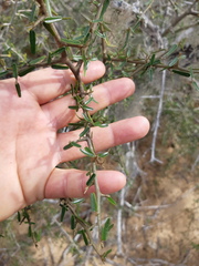 Atamisquea emarginata