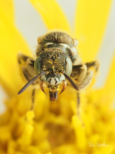 Perdita bruneri