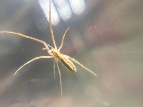Silver Long-jawed Orbweaver