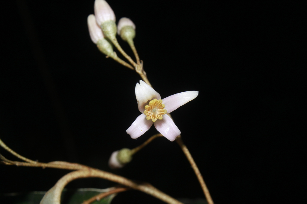 Styrax macrocalyx