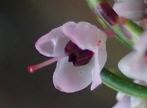 Image of Erica priori by (c) Nicola van Berkel, some rights reserved (CC BY-SA)