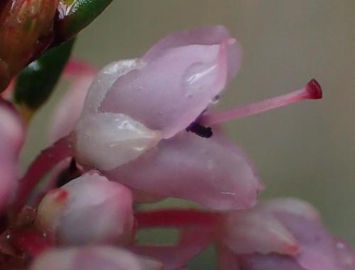 Image of Erica priori by (c) Nicola van Berkel, some rights reserved (CC BY-SA)