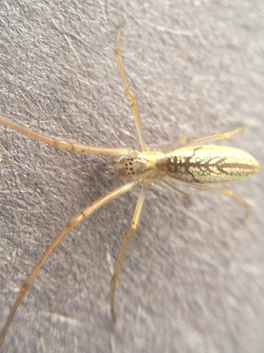 Silver Long-jawed Orbweaver