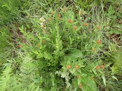 Acalypha peduncularis