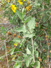 Bahiopsis chenopodina