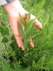 Acalypha peduncularis