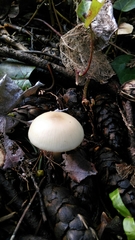 Agaricales