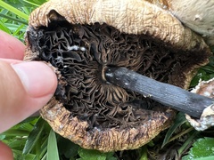 Chlorophyllum molybdites image