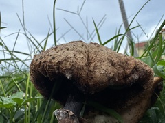 Chlorophyllum molybdites image