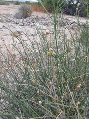 Bebbia juncea juncea