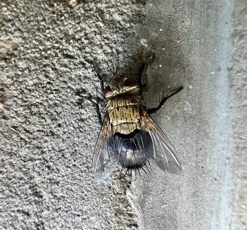 Hornworm Tachinid Fly photo 4