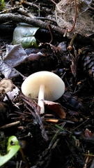 Agaricales