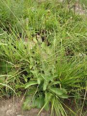 Alepidea woodii