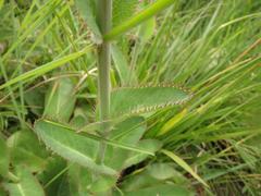 Alepidea woodii