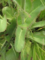 Alepidea woodii