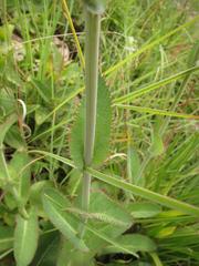 Alepidea woodii