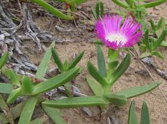 Carpobrotus dimidiatus