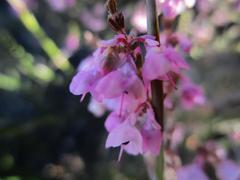 Erica melanthera