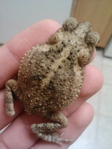 Gulf Coast Toad, photo 9 of 10