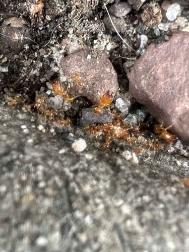 Tyson's Big-headed Ant