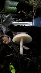 Agaricales