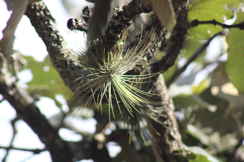 Tillandsia magnusiana, photograph 2