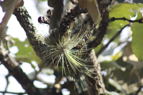 Tillandsia magnusiana, photograph 3