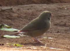 Lagonosticta senegala rendalli