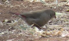 Lagonosticta senegala rendalli