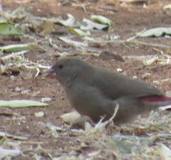 Lagonosticta senegala rendalli