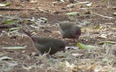 Lagonosticta senegala rendalli