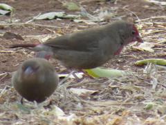 Lagonosticta senegala rendalli