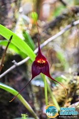 Masdevallia cucullata