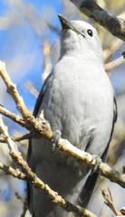 Coracina caesia caesia