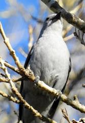 Coracina caesia caesia