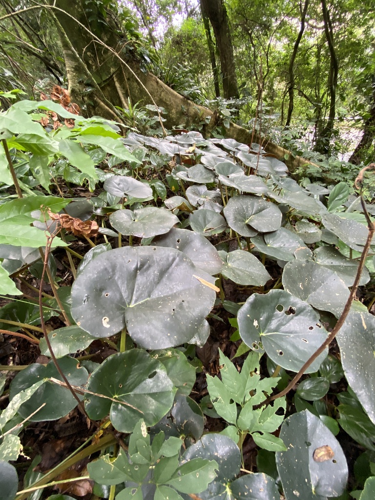 Begonia cunhambebei