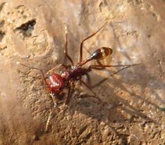 Ocymyrmex barbiger